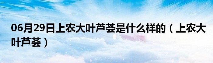 06月29日上农大叶芦荟是什么样的（上农大叶芦荟）