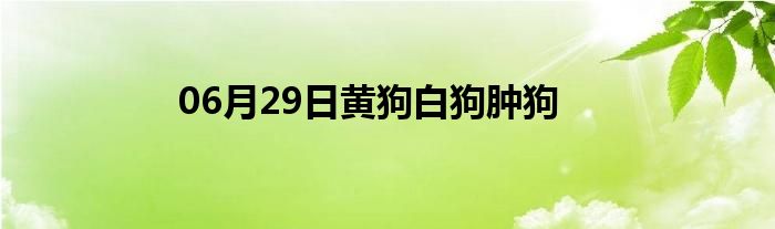 06月29日黄狗白狗肿狗