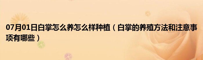 07月01日白掌怎么养怎么样种植（白掌的养殖方法和注意事项有哪些）