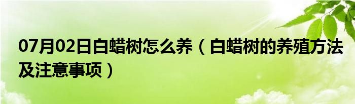 07月02日白蜡树怎么养（白蜡树的养殖方法及注意事项）