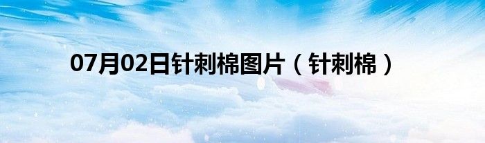 07月02日针刺棉图片（针刺棉）