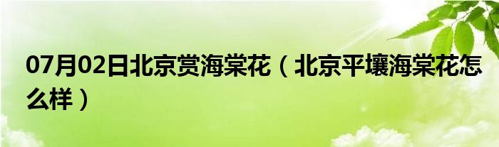 07月02日北京赏海棠花（北京平壤海棠花怎么样）