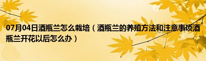 07月04日酒瓶兰怎么栽培（酒瓶兰的养殖方法和注意事项酒瓶兰开花以后怎么办）