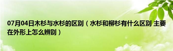 07月04日木杉与水杉的区别（水杉和柳杉有什么区别 主要在外形上怎么辨别）