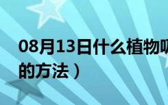 08月13日什么植物吸收甲醛最好（去除甲醛的方法）