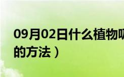 09月02日什么植物吸收甲醛最好（去除甲醛的方法）