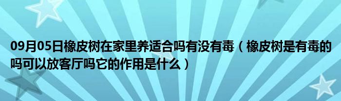 09月05日橡皮树在家里养适合吗有没有毒（橡皮树是有毒的吗可以放客厅吗它的作用是什么）