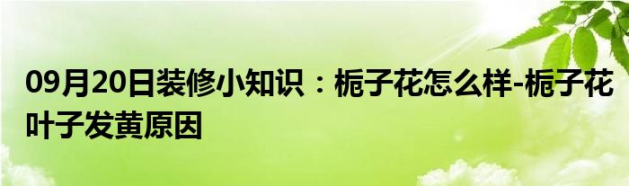 09月20日装修小知识：栀子花怎么样-栀子花叶子发黄原因