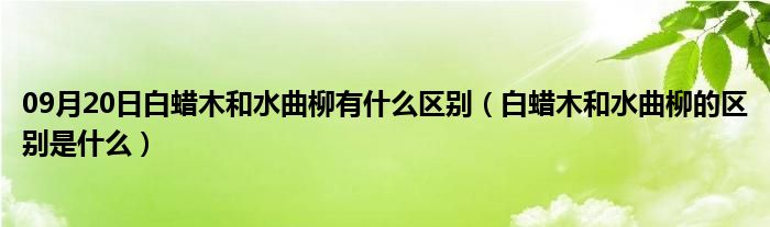 09月20日白蜡木和水曲柳有什么区别（白蜡木和水曲柳的区别是什么）