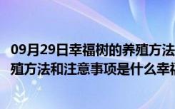 09月29日幸福树的养殖方法和注意事项发发财（幸福树的养殖方法和注意事项是什么幸福树养殖注意事项是什么）