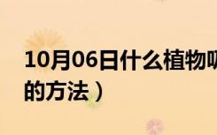 10月06日什么植物吸收甲醛最好（去除甲醛的方法）