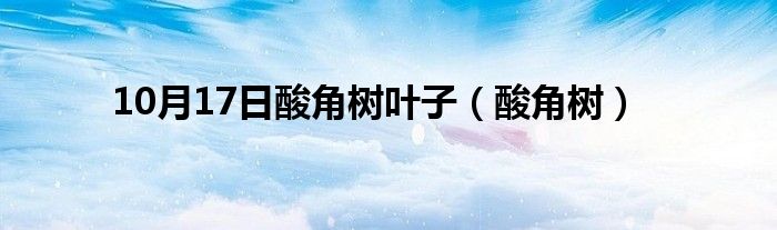 10月17日酸角树叶子（酸角树）