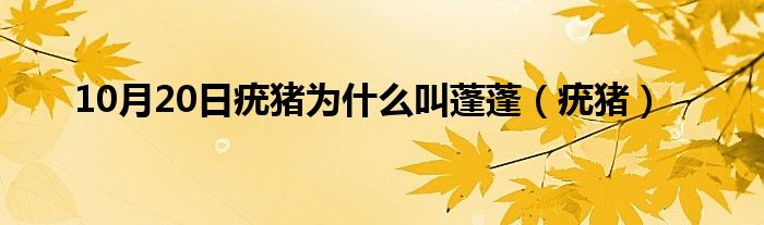 10月20日疣猪为什么叫蓬蓬（疣猪）