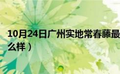 10月24日广州实地常春藤最新消息（实地常春藤广州楼盘怎么样）