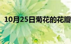 10月25日菊花的花瓣像什么（菊花像什么）