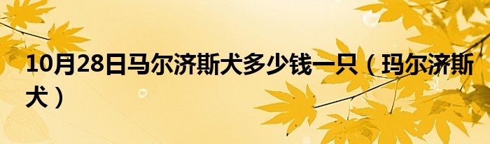 10月28日马尔济斯犬多少钱一只（玛尔济斯犬）