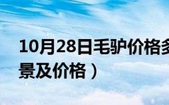 10月28日毛驴价格多少钱一头（毛驴养殖前景及价格）