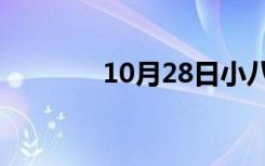 10月28日小八哥鸟市场价格