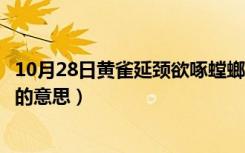 10月28日黄雀延颈欲啄螳螂的古诗意思（黄雀延颈欲啄螳螂的意思）