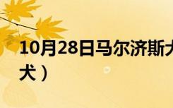 10月28日马尔济斯犬多少钱一只（玛尔济斯犬）