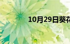 10月29日葵花宝典是什么？