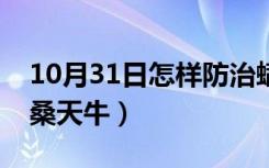 10月31日怎样防治螨虫效果最好（怎样防治桑天牛）