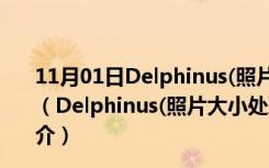 11月01日Delphinus(照片大小处理软件) V3.1 绿色中文版（Delphinus(照片大小处理软件) V3.1 绿色中文版功能简介）