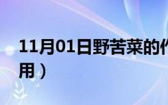 11月01日野苦菜的作用与功效（野苦菜的作用）